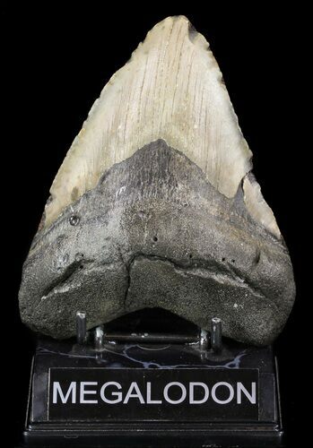 Bargain, Megalodon Tooth - North Carolina #52291